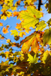 Close-up of yellow maple leaves against sky