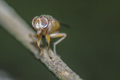 Close-up of insect on flower