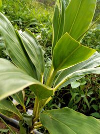 Close-up of green leaves