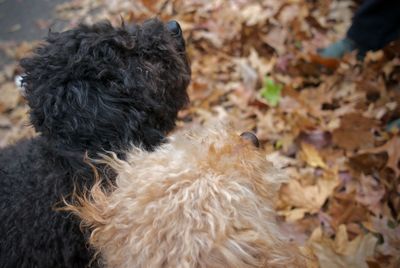 High angle view of dogs on field during autumn