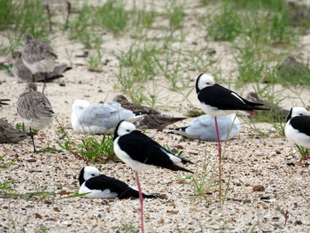 View of birds on land