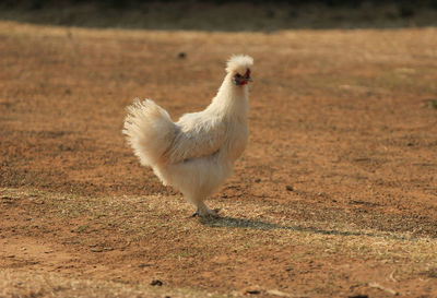 Iefluffy chicken of silky breed at a yard