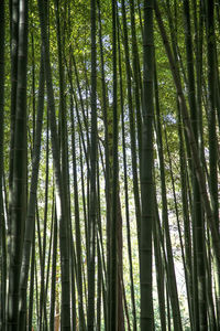 Low angle view of bamboo trees in forest