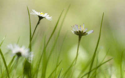 Close-up of white flowers blooming outdoors