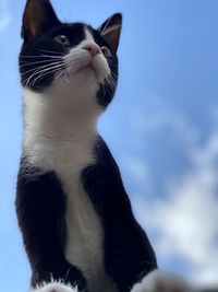 Close-up of a cat looking away