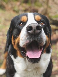 Close-up portrait of dog