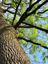 Low angle view of tree against sky