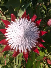 Close-up of pink flower blooming in park