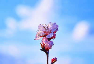 Close-up of wet cherry blossom against sky