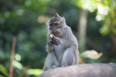 Portrait of a monkey