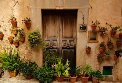 Potted plants on window of building