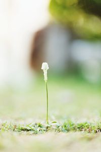 Close-up of flower growing on field