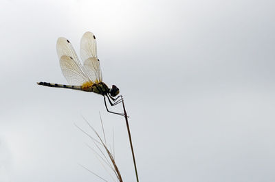 Close-up of dragonfly on plant against clear sky