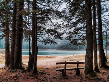 Scenic view of lake in forest