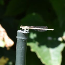 Close-up of grasshopper