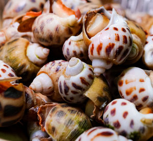 Full frame shot of shells