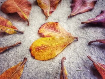 Close-up of autumn leaves