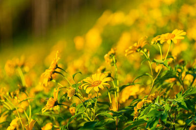 Close-up of yellow flowering plants on field