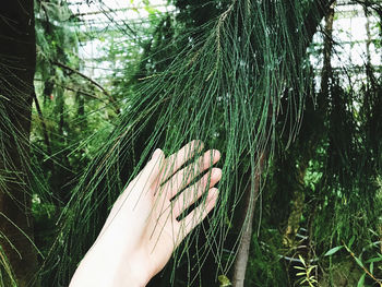 Cropped image of person tree at forest