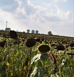 Plants growing on field against sky