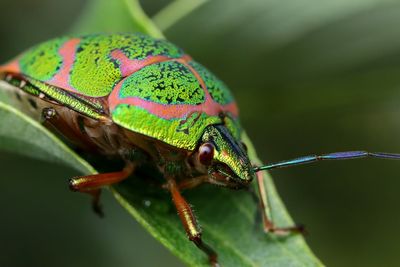 Close-up of insect on leaf