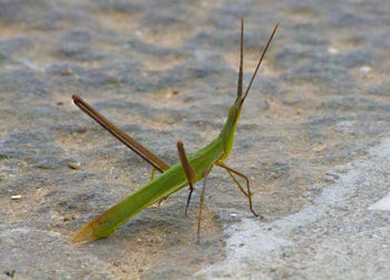 Close-up of insect