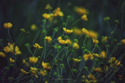 Close-up of yellow flowering plants on field