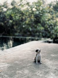 Dog running in lake