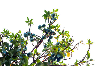 Close-up of tree against clear sky