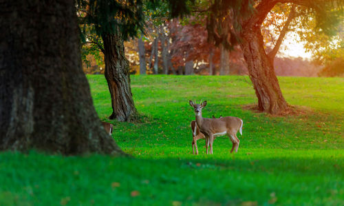 Deer on grass against trees