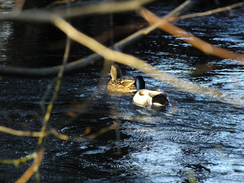 High angle view of swan swimming in lake