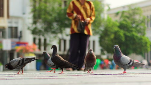 Birds perching on ground