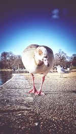 Close-up of bird against clear sky