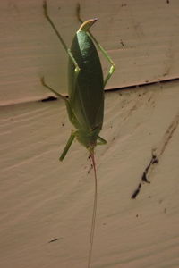 Close-up of insect on wall