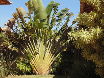 Low angle view of palm trees against sky