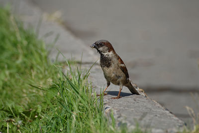 Full frame shot of bird