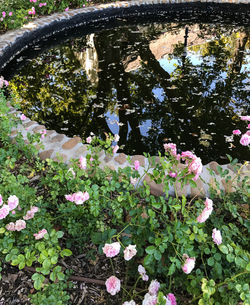 View of flowers growing in park
