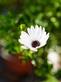 Close-up of white daisy flowers