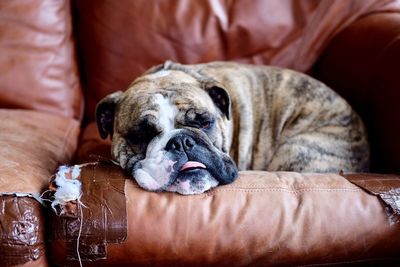 Close-up of dog relaxing at home