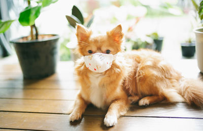 Adorable chihuahua dog wearing mask for protect a pollution or disease looking at the camera in home