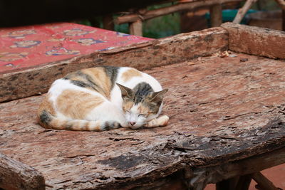 Cat sleeping