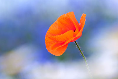 Close-up of orange poppy