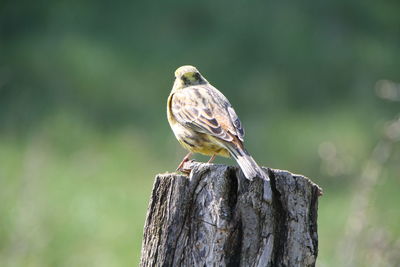 Close-up of bird perching on wooden post