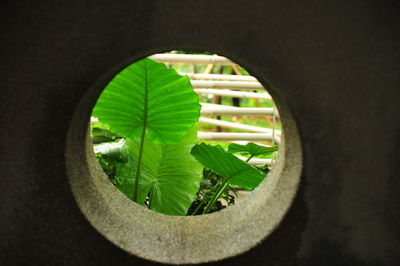 Close-up of plant seen through hole
