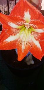 High angle view of orange rose flower