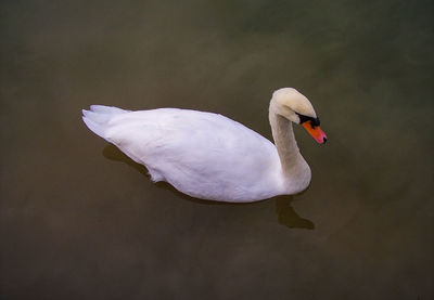 High angle view of swan swimming in lake