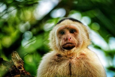 Close-up portrait of a cappuchin monkey on tree in forest