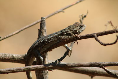 Close-up of lizard on metal fence