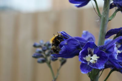 Close-up of bee pollinating on purple delphinium