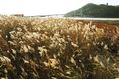 Scenic view of wheat field against clear sky